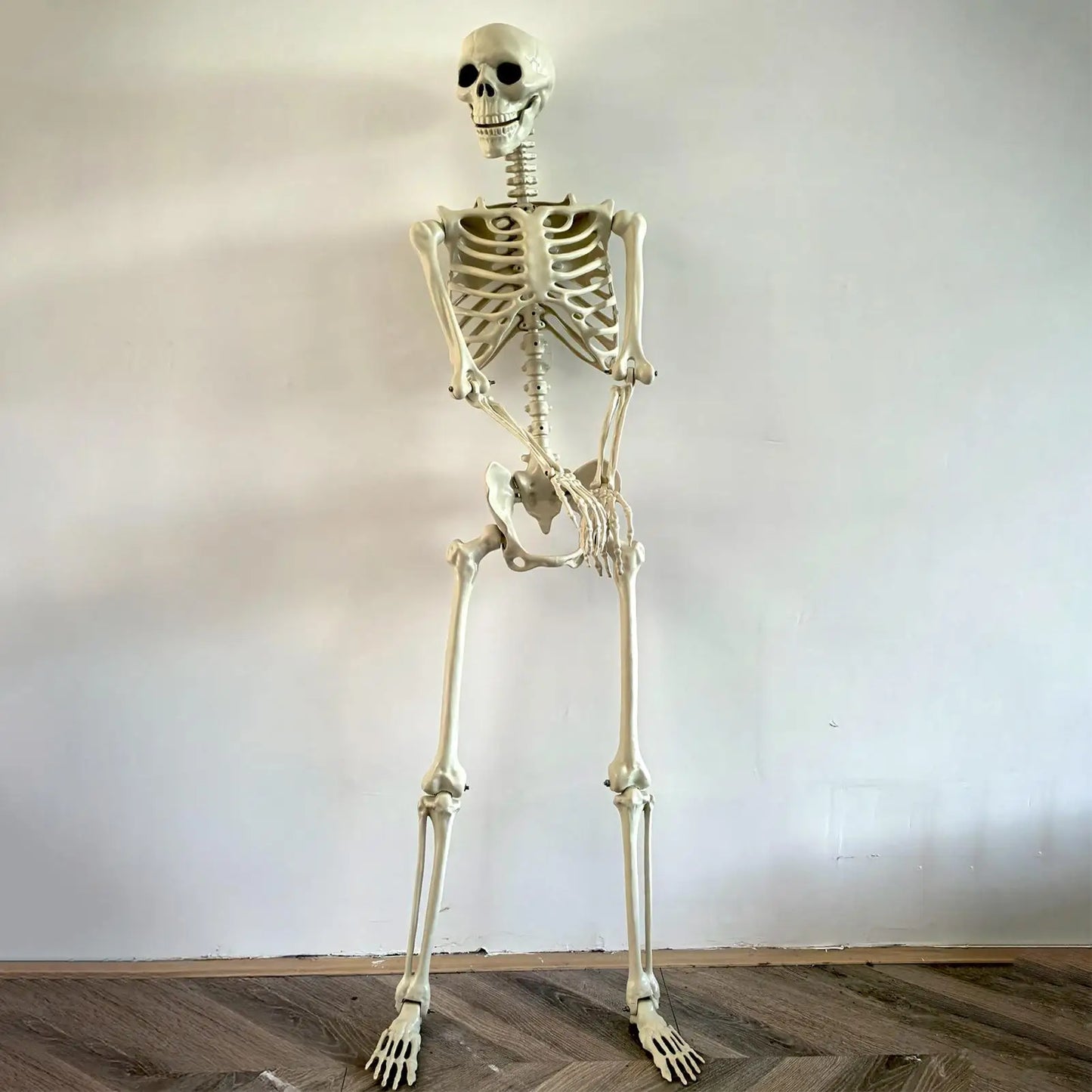 Scheletro di Halloween Scheletro umano a grandezza naturale con articolazioni snodabili