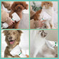 Spazzola per asciugacapelli 2 in 1 per animali domestici, spazzola per toelettatura per cani e gatti, professionale, per la toelettatura domestica, asciugatura pelosa, pettine per cani portatile